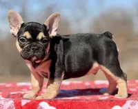 Dakota, a male French Bulldog for sale in Weatherford, TX – Photo 1 of 4