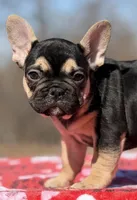 Dakota, a male French Bulldog for sale in Weatherford, TX – Photo 2 of 4