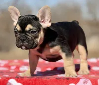 Dakota, a male French Bulldog for sale in Weatherford, TX – Photo 4 of 4