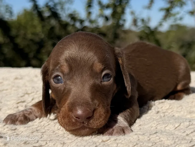 Archie – Miniature Dachshund puppy for sale in Weatherford, TX