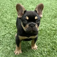 processed/e113c509-0d19-48c4-8182-460cbfa0ff1b/listing/d32b3a2c-85f8-4ef5-a08f-117de66453f8/c2d7032d-0a22-46b4-852c-35a6683d5e88