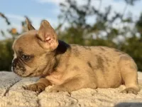 Birdie, a female French Bulldog for sale in Weatherford, TX – 2 of 2