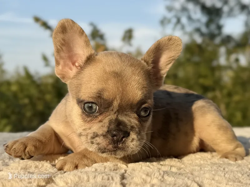 Birdie – French Bulldog puppy for sale in Weatherford, TX