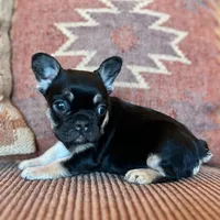 Daisy, a female French Bulldog for sale in Weatherford, TX – Photo 2 of 2
