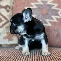 Daisy, a female French Bulldog for sale in Weatherford, TX – Photo 1 of 2