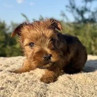 Toffee, a female Yorkshire Terrier for sale in Weatherford, TX – 1 of 2
