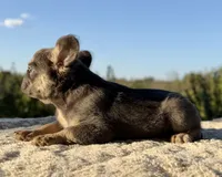 Benny, a male French Bulldog for sale in Weatherford, TX – 4 of 5