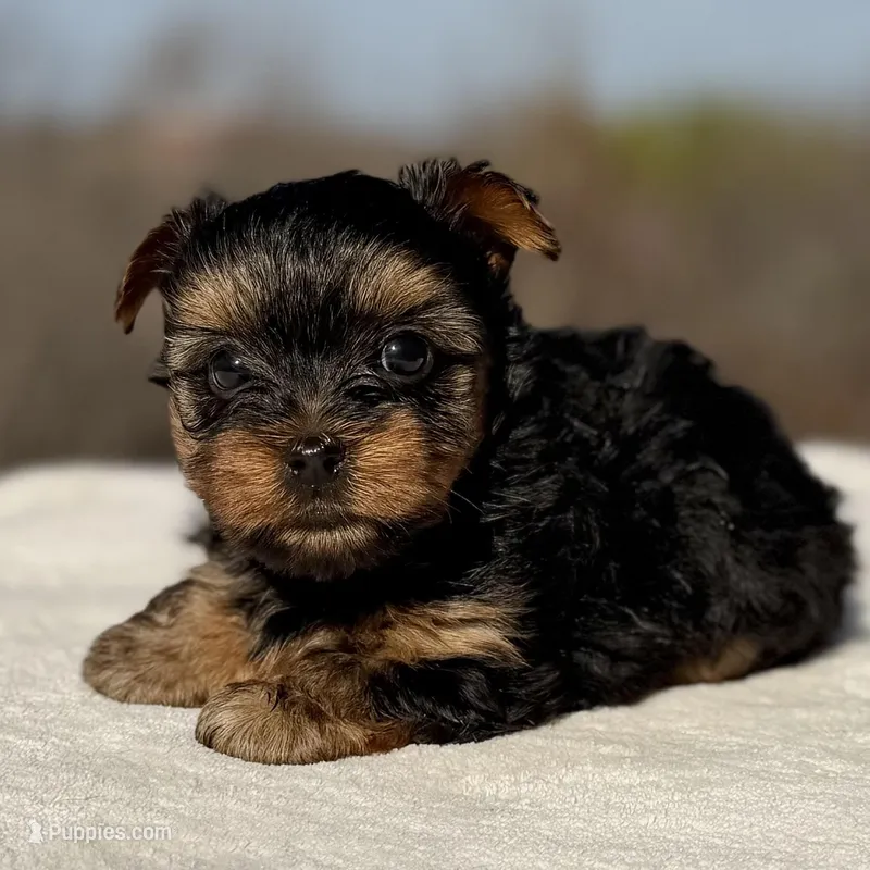 Teddy – Yorkshire Terrier puppy for sale in Weatherford, TX