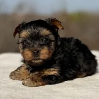 Teddy, a male Yorkshire Terrier for sale in Weatherford, TX – Photo 1 of 2