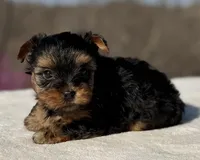 Teddy, a male Yorkshire Terrier for sale in Weatherford, TX – Photo 2 of 2