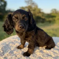 Willow, a female Miniature Dachshund for sale in Weatherford, TX – 2 of 2