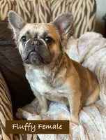 Goldie, a female French Bulldog for sale in Weatherford, TX – Photo 1 of 8