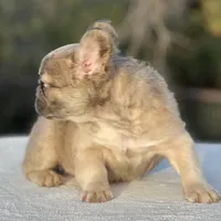 Goldie, a female French Bulldog for sale in Weatherford, TX – Photo 6 of 8