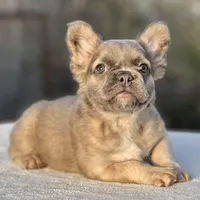 Goldie, a female French Bulldog for sale in Weatherford, TX – Photo 4 of 8