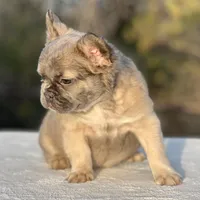 Goldie, a female French Bulldog for sale in Weatherford, TX – Photo 7 of 8