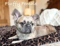 Goldie, a female French Bulldog for sale in Weatherford, TX – Photo 3 of 8