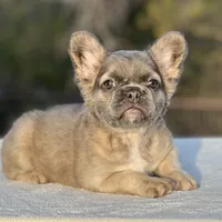 Goldie, a female French Bulldog for sale in Weatherford, TX – Photo 5 of 8