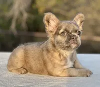 Goldie, a female French Bulldog for sale in Weatherford, TX – Photo 8 of 8