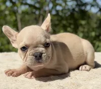 Aspen, a female French Bulldog for sale in Weatherford, TX – 3 of 3