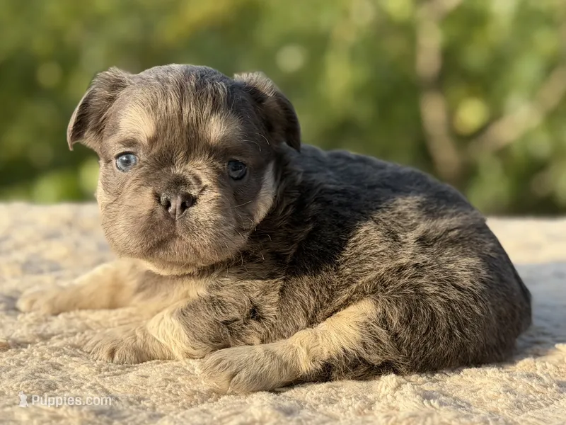 Celine – French Bulldog puppy for sale in Weatherford, TX
