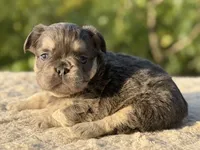 Celine, a female French Bulldog for sale in Weatherford, TX – 1 of 3