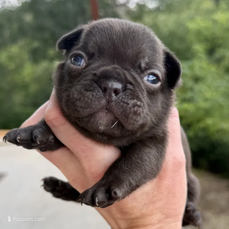 Coco – French Bulldog puppy for sale in Weatherford, TX