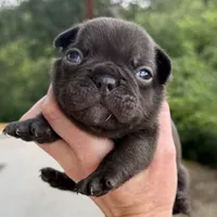 Coco, a female French Bulldog for sale in Weatherford, TX – 1 of 3