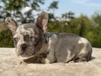 Hattie, a female French Bulldog for sale in Weatherford, TX – 3 of 4