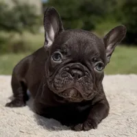 Godiva, a female French Bulldog for sale in Weatherford, TX – 1 of 5