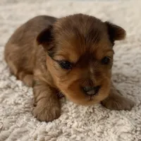 Matcha, a female Yorkshire Terrier for sale in Weatherford, TX – Photo 1 of 2