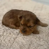 Matcha, a female Yorkshire Terrier for sale in Weatherford, TX – Photo 2 of 2