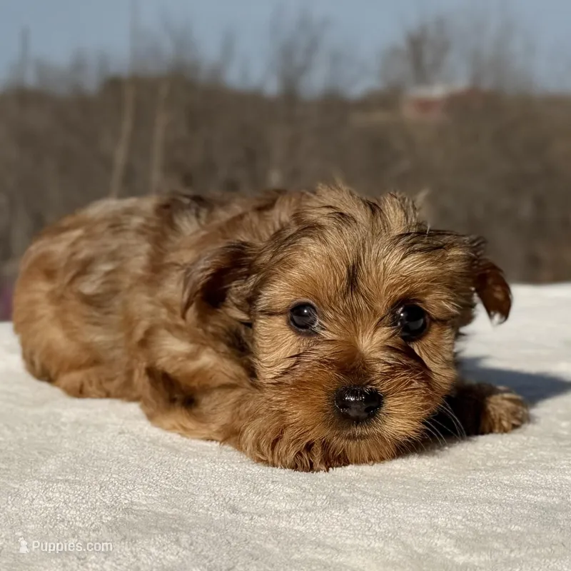 Matcha – Yorkshire Terrier puppy for sale in Weatherford, TX