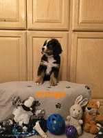 processed/e11494be-843b-42f1-a857-c2a6824a968c/listing/c2d839a1-0a2b-40e4-bf33-06305bcfeaab/2852c845-f7df-4f7c-a9e9-b18817c4cfbb