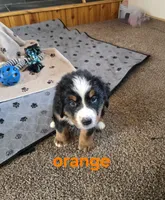 processed/e11494be-843b-42f1-a857-c2a6824a968c/listing/c2d839a1-0a2b-40e4-bf33-06305bcfeaab/71cbed84-9baa-47ef-9b6b-b40f2dd1c2a6