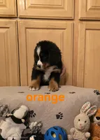 processed/e11494be-843b-42f1-a857-c2a6824a968c/listing/c2d839a1-0a2b-40e4-bf33-06305bcfeaab/dcc488e5-33f1-40a1-9daa-73719dc0d81e