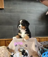 processed/e11494be-843b-42f1-a857-c2a6824a968c/listing/d3d5a16b-81bb-4c6a-a7e7-1e621a708de6/481c2cc7-f567-45d0-9c13-1e8f93301ebb