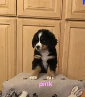 processed/e11494be-843b-42f1-a857-c2a6824a968c/listing/d3d5a16b-81bb-4c6a-a7e7-1e621a708de6/82199a75-f9b4-4003-b9d2-8b4287b844fd