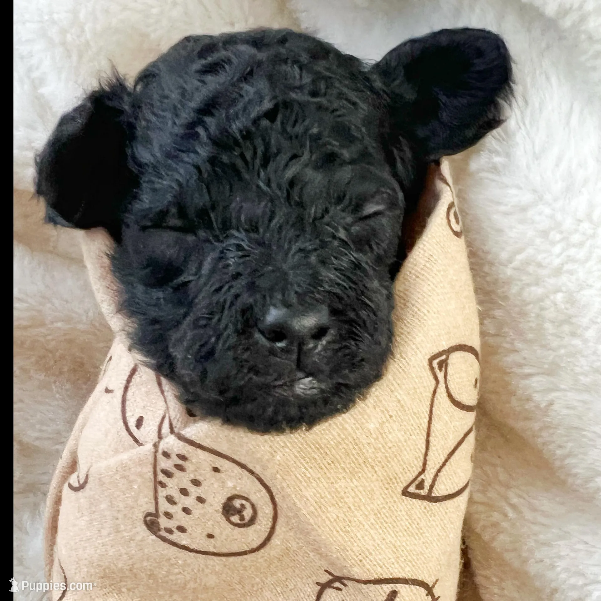 Vinnie , a male Miniature Goldendoodle for sale in Warrensburg, MO – Photo 3 of 3