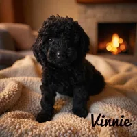 Vinnie , a male Miniature Goldendoodle for sale in Warrensburg, MO – Photo 1 of 3