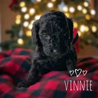 Vinnie , a male Miniature Goldendoodle for sale in Warrensburg, MO – Photo 2 of 3