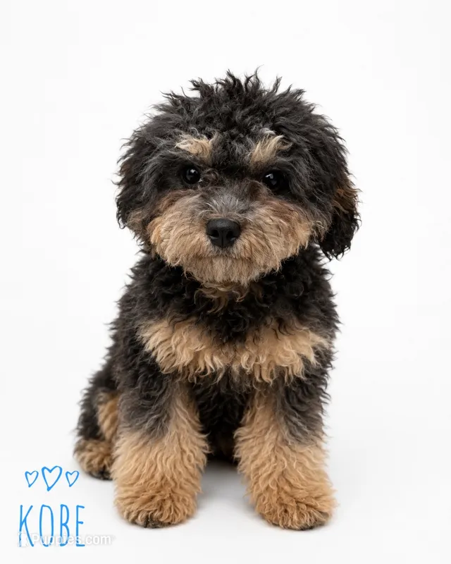 Kobe – Cavapoo puppy for sale in Warrensburg, MO