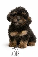 Kobe, a male Cavapoo for sale in Warrensburg, MO – 2 of 3