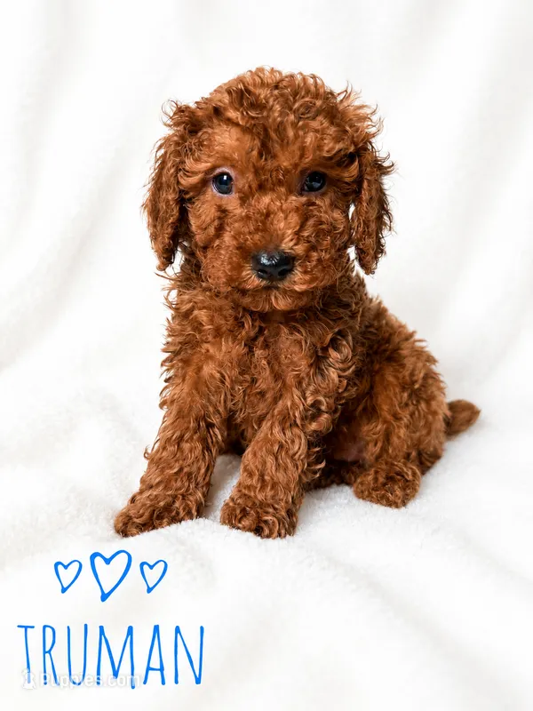 Truman – Poodle - Miniature  puppy for sale in Warrensburg, MO
