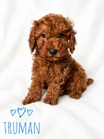 Truman, a male Poodle - Miniature  for sale in Warrensburg, MO – 1 of 1
