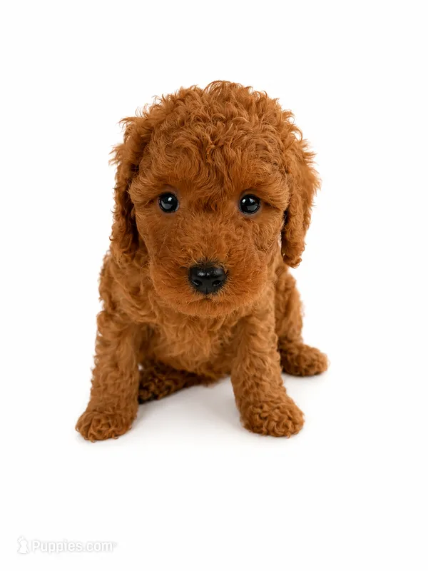 Jax, a male Miniature Goldendoodle for sale in Warrensburg, MO – 1 of 2