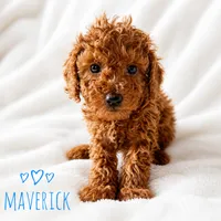 Maverick , a male Poodle - Miniature  for sale in Warrensburg, MO – 1 of 1