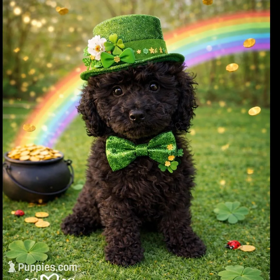 Pearl , a female Miniature Goldendoodle for sale in Warrensburg, MO – Photo 1 of 1