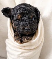Kobe, a male Cavapoo for sale in Warrensburg, MO – 3 of 3