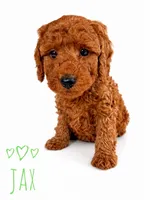 Jax, a male Miniature Goldendoodle for sale in Warrensburg, MO – 2 of 2
