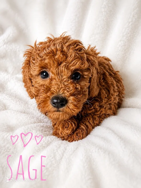Sage – Poodle - Miniature  puppy for sale in Warrensburg, MO